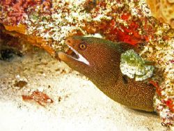 Goldentail Moray found in Cozumel. by Paul Holota 